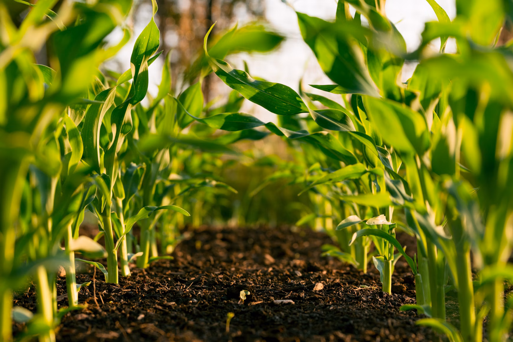 Farm produce