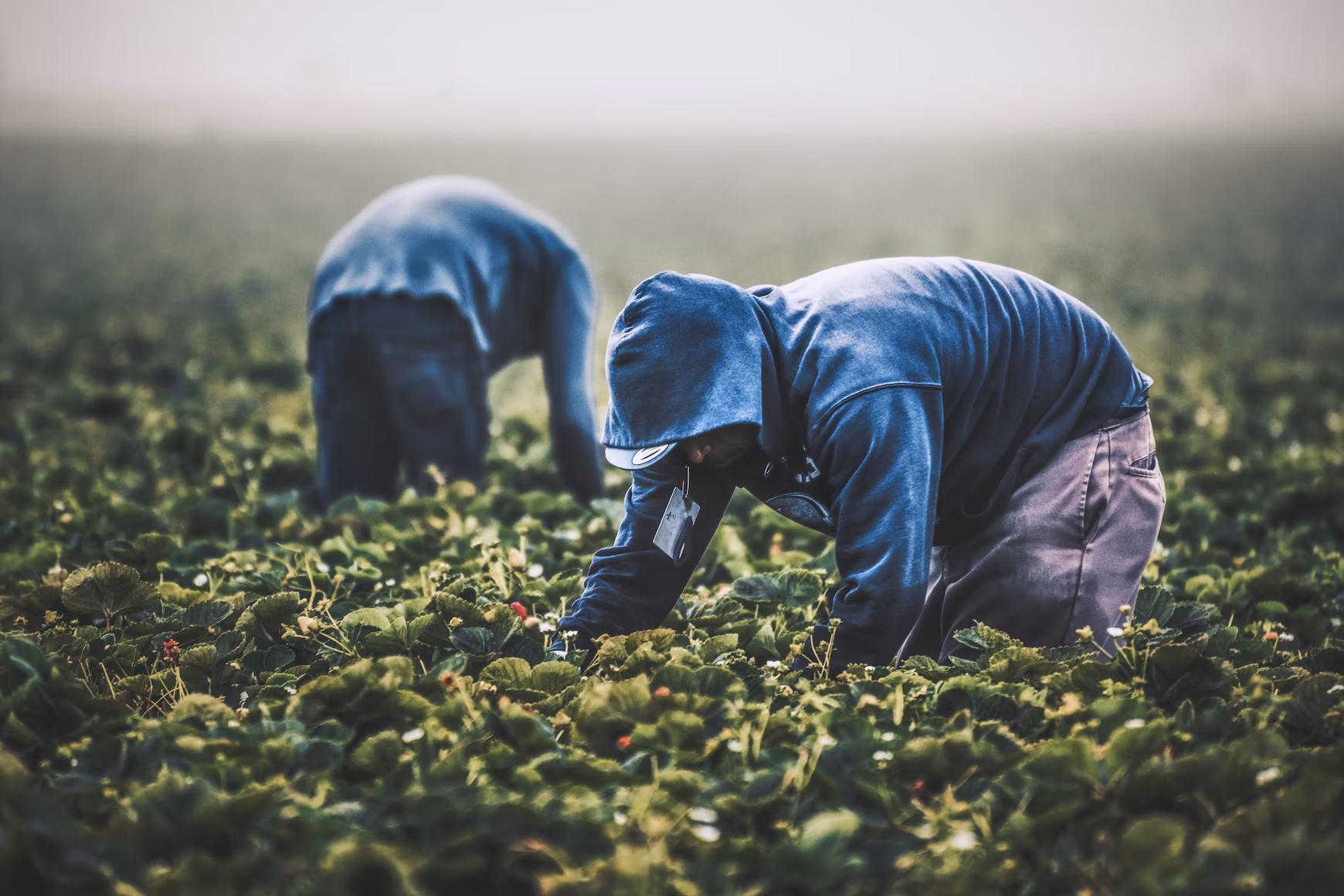 Farm to table